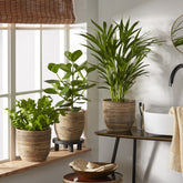 Collection de 3 plantes purificatrices d'air - Willemse
