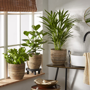 Collection de 3 plantes purificatrices d'air - Willemse