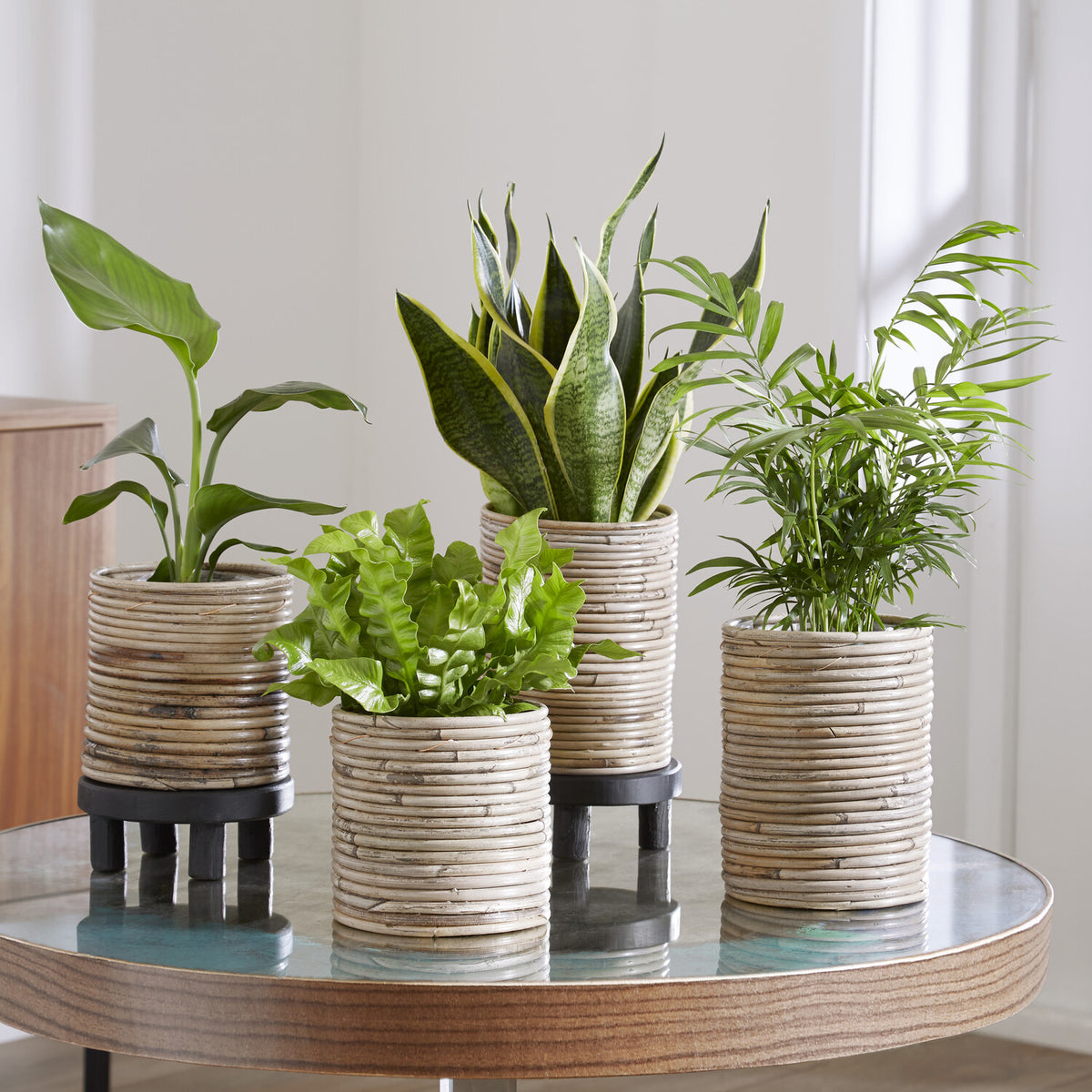 Collection de 4 plantes d'intérieur vertes - Willemse
