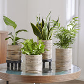 Collection de 4 plantes d'intérieur vertes - Willemse