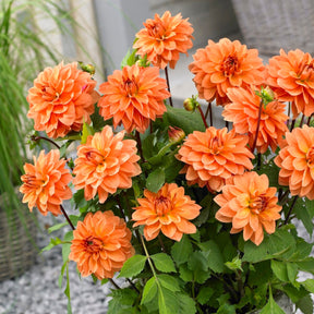 Dahlia 'Manhattan Island', 'Summerflame', 'Kiev' - 5 Dahlias en mélange - Dahlia