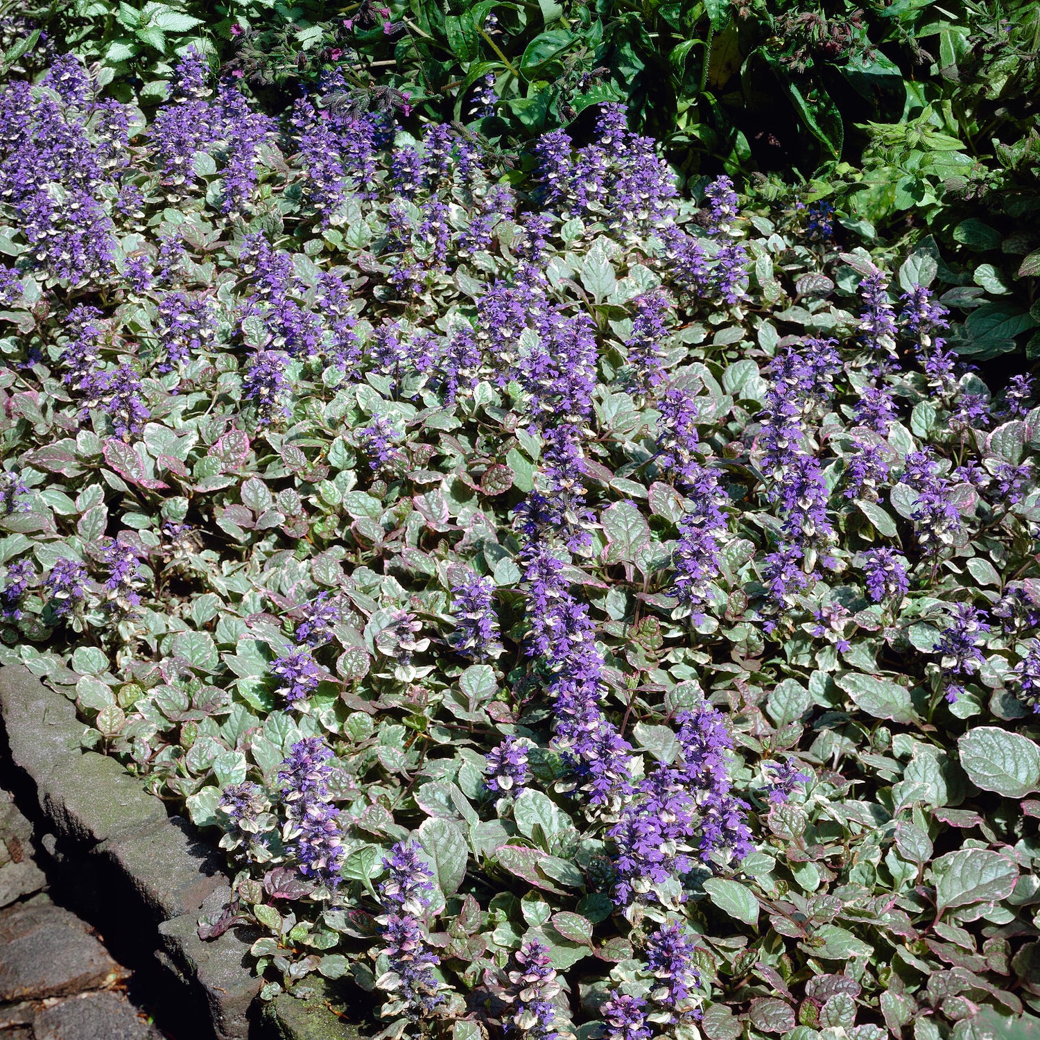 Vente Bugle rampante Burgundy Glow - Ajuga reptans Burgundy Glow