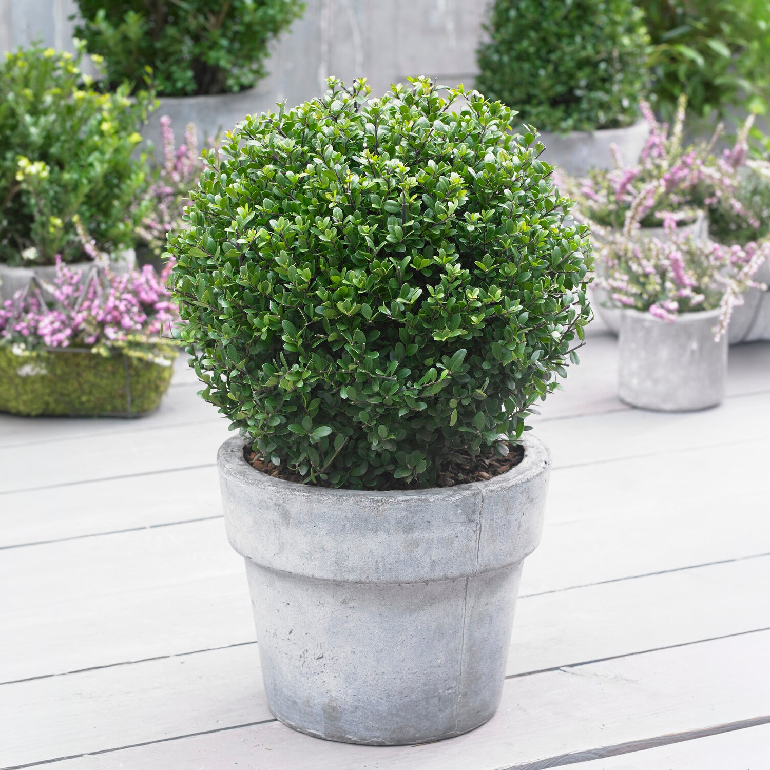Houx japonais boule Dark Green®