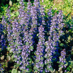 Bugle rampante Atropurpurea - Willemse
