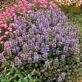 Ajuga reptans Atropurpurea - Bugle rampante Atropurpurea - Bugle