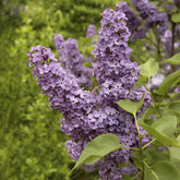 Lilas double lilas - Willemse