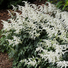 Astilbe x arendsii Brautschleier - Astilbe d'Arends Brautschleier - Astilbe