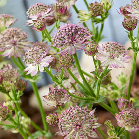 Astrance - Grande astrance Roma - Astrantia major Roma