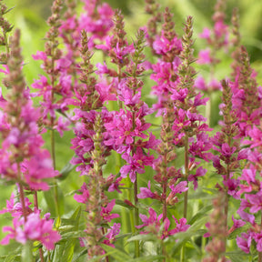 Vente Salicaire commune Robert - Lythrum salicaria Robert