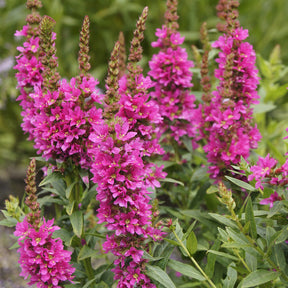 Lythrum salicaria Robert - Salicaire commune Robert - Salicaire