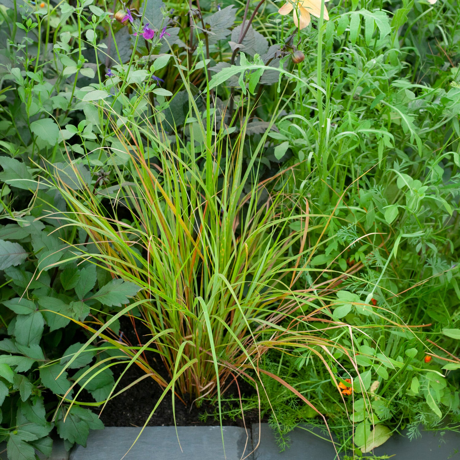 Stipa arundinacea - Stipa arundinacea - Stipe - Stipa