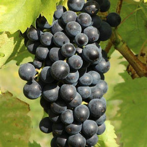 Vigne muscat bleu - Willemse
