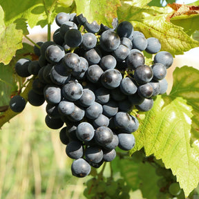 Vigne muscat bleu - Vitis vinifera Muscat Bleu - Willemse