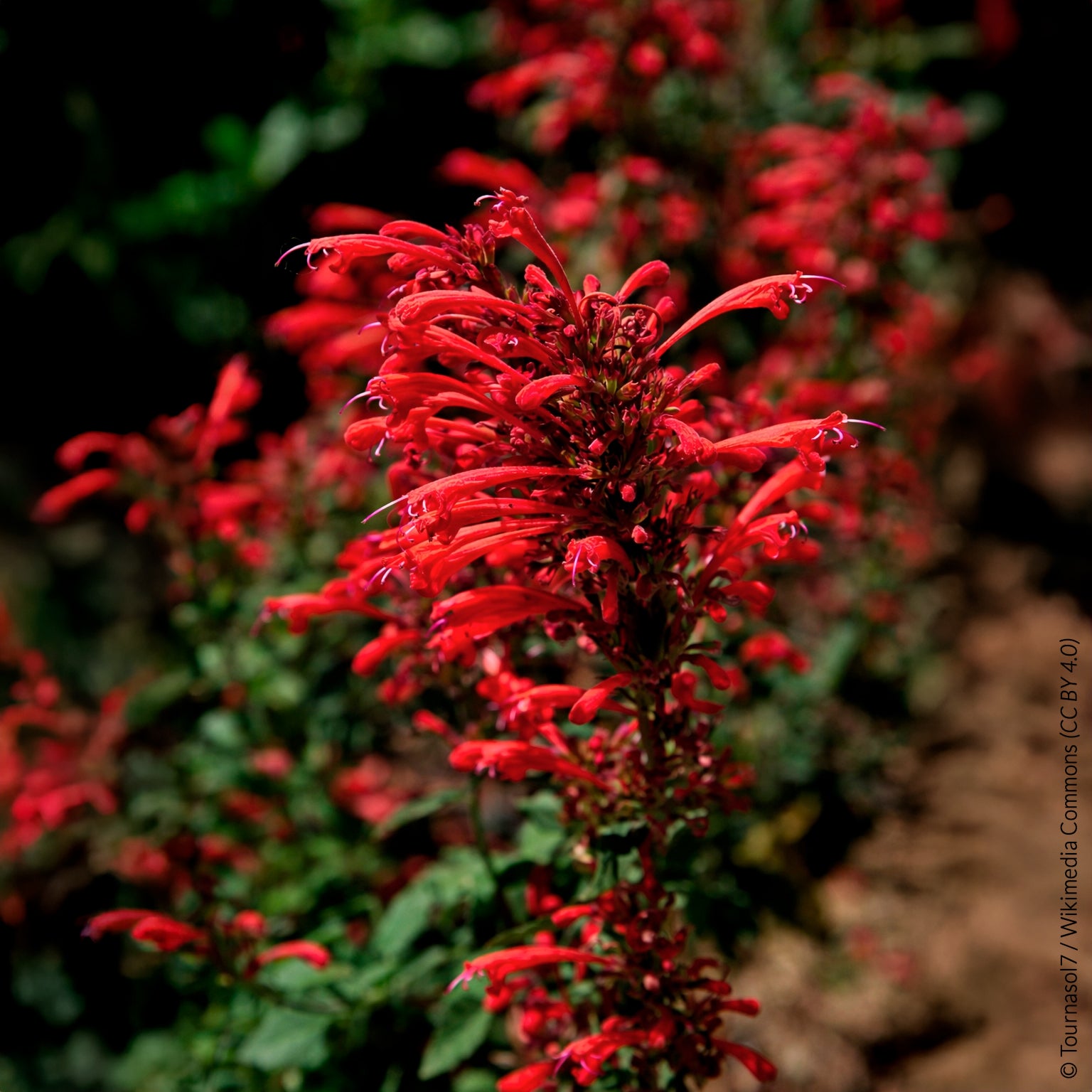 Agastache Kudos Red - Willemse