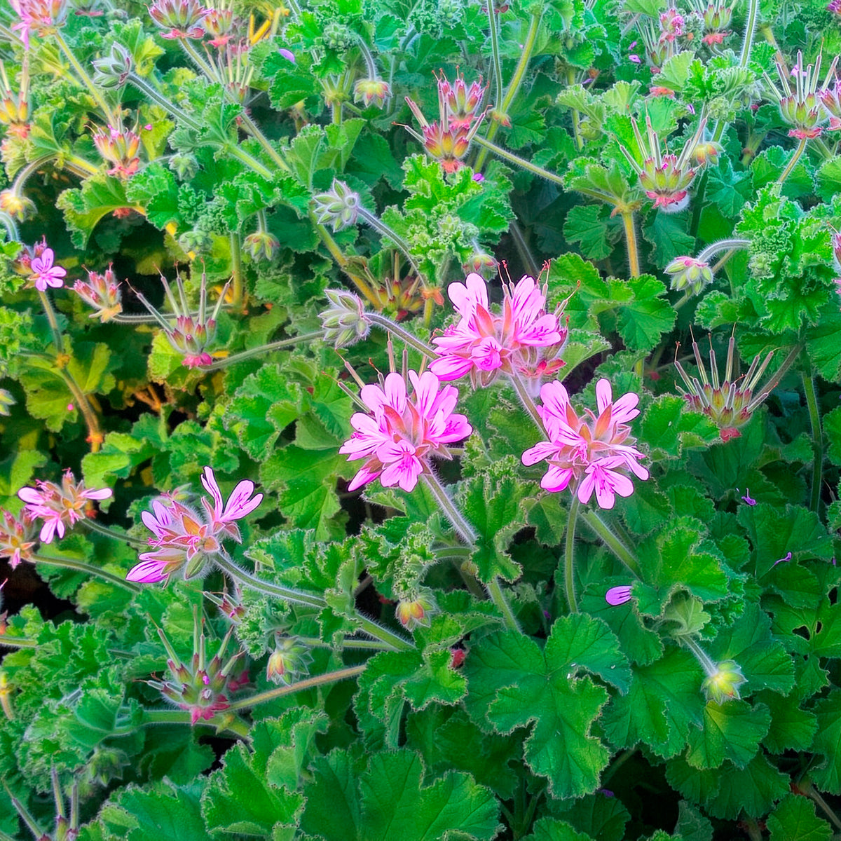 Géranium odorant - Willemse
