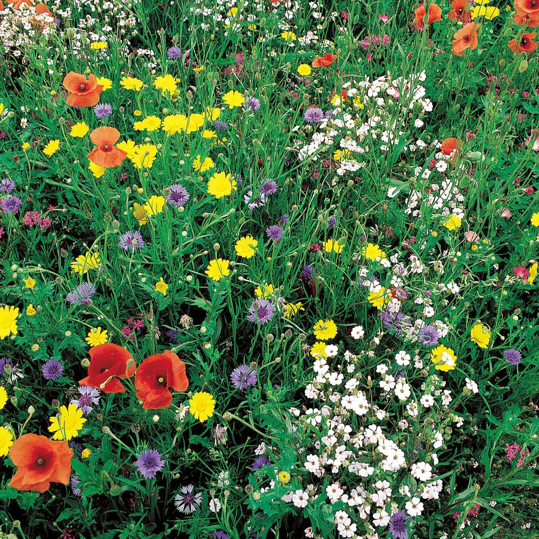 MÉLANGE FLEURI - FLEURS RUSTIQUES NT main image 0