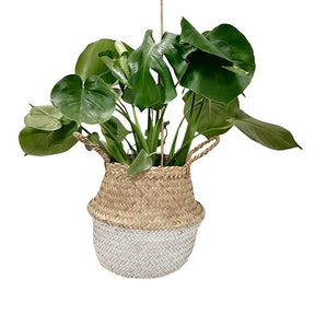 Belly Basket blanc - Willemse