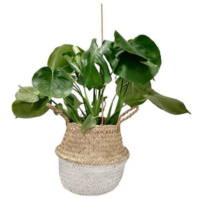 Belly Basket blanc -  - Willemse