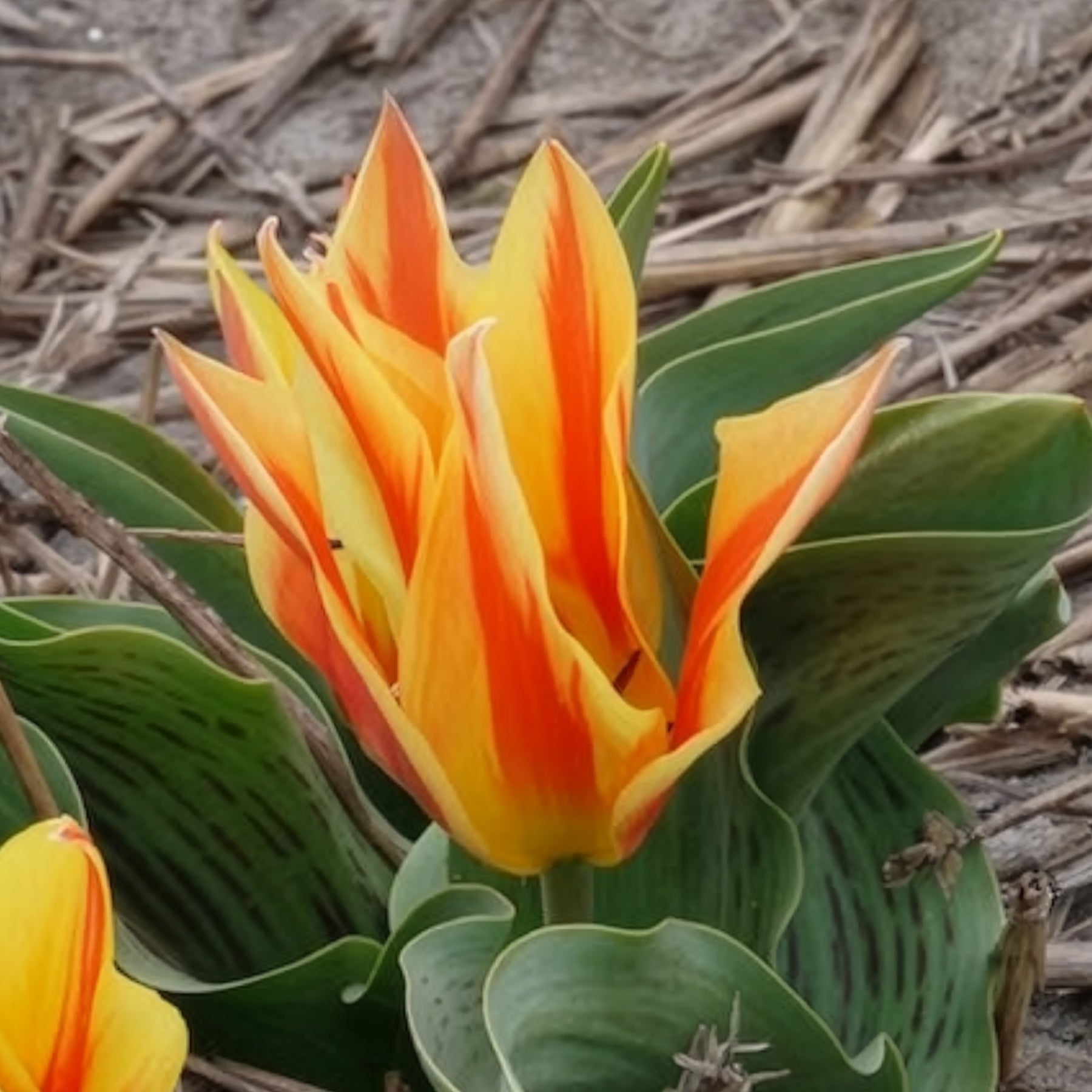 Vente 10 Tulipes botaniques Winnipeg - Tulipa Winnipeg