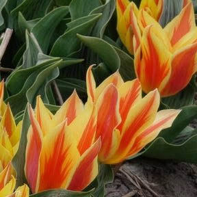 Vente 10 Tulipes botaniques Winnipeg
