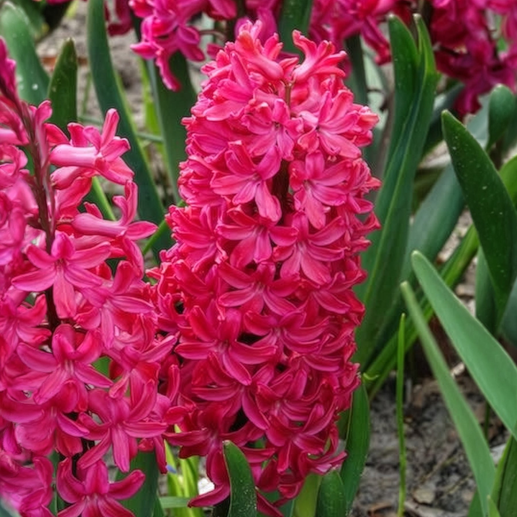 6 Jacinthes Jan Bos rouge - Jacinthe - Willemse