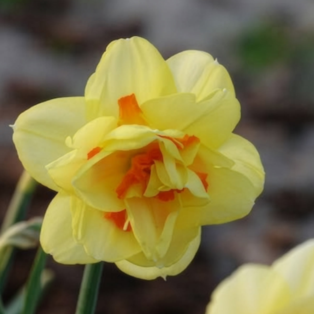 10 Narcisses à fleurs doubles Tahiti - Narcissus Tahiti - Willemse