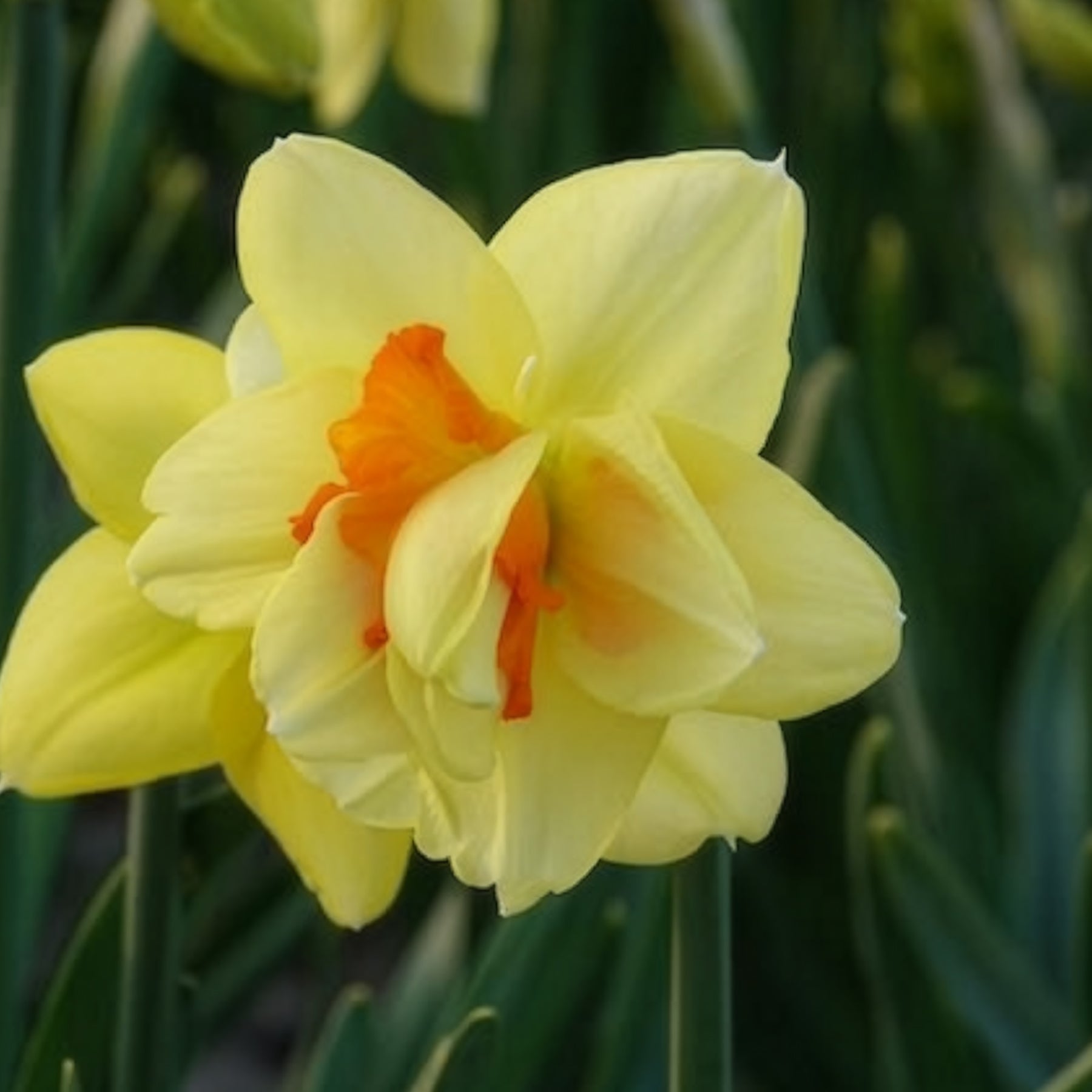 Narcisse - 10 Narcisses à fleurs doubles Tahiti - Narcissus Tahiti