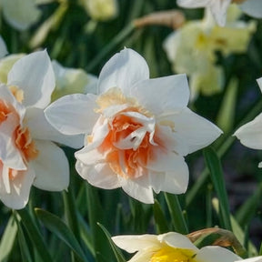 Vente 10 Narcisses à fleurs doubles Replete - Narcissus replete