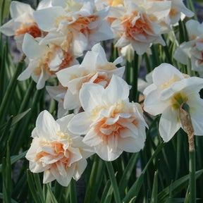 Vente 10 Narcisses à fleurs doubles Replete