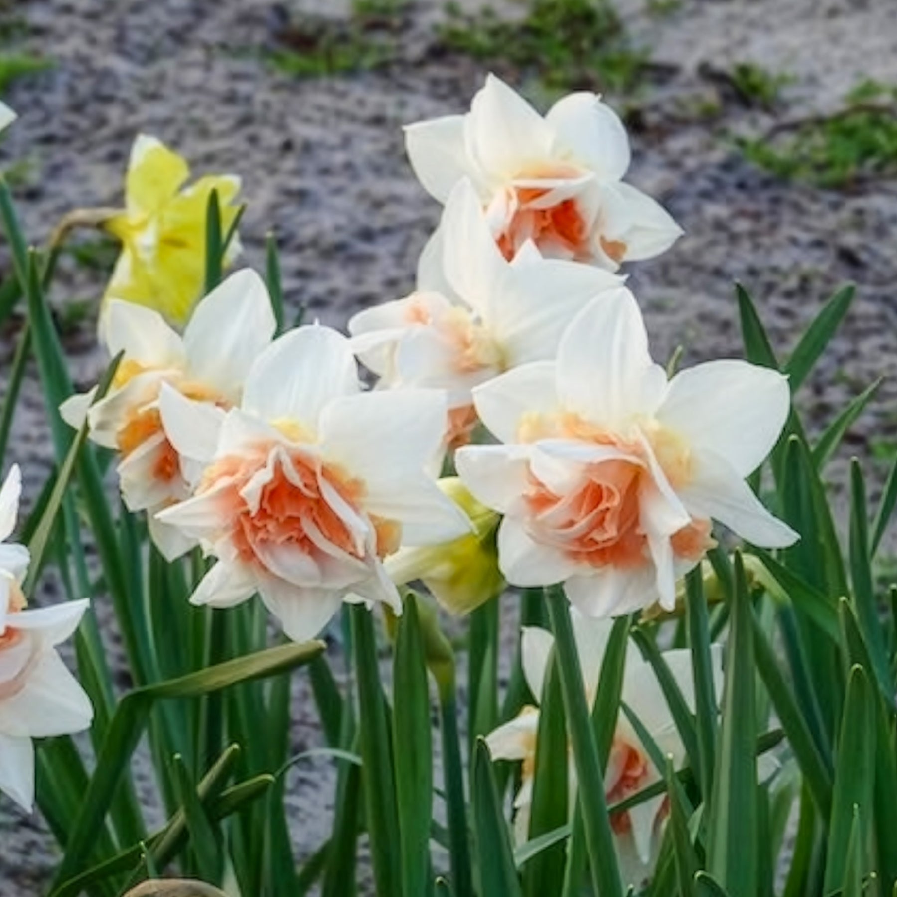 10 Narcisses à fleurs doubles Replete - Narcisse - Willemse