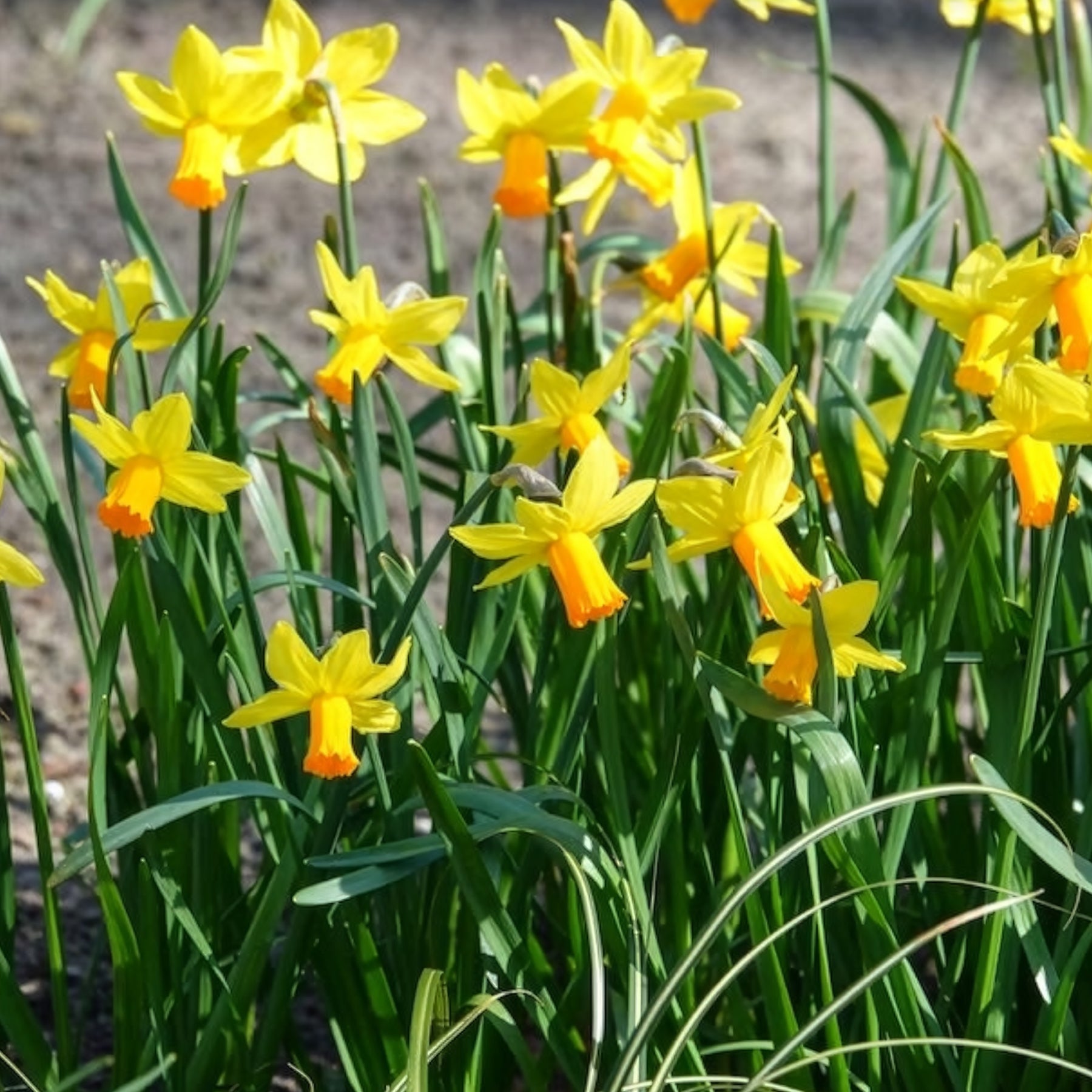 Vente 5 Mini-narcisses Jetfire