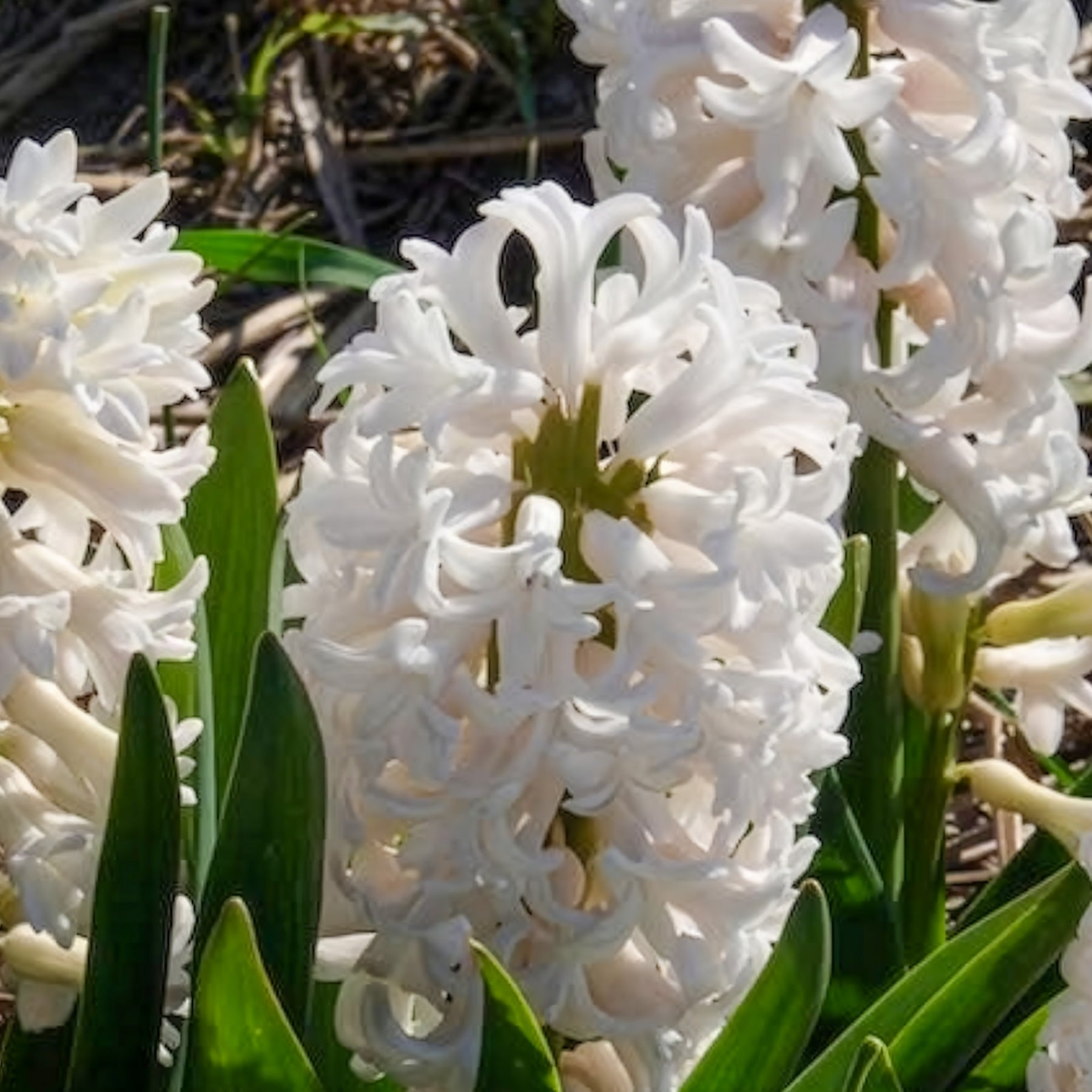Hyacinthus orientalis - 3 Jacinthes blanches - Jacinthe