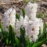 3 Jacinthes blanches - Willemse
