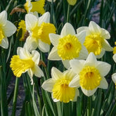 10 Narcisses Goblet - Willemse