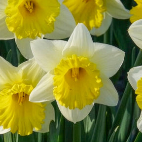 10 Narcisses Goblet - Narcisse - Willemse