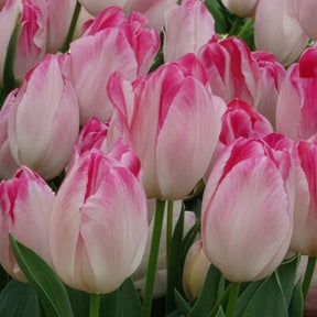 Tulipa supri erotic - 10 Tulipes Supri Erotic - Tulipe