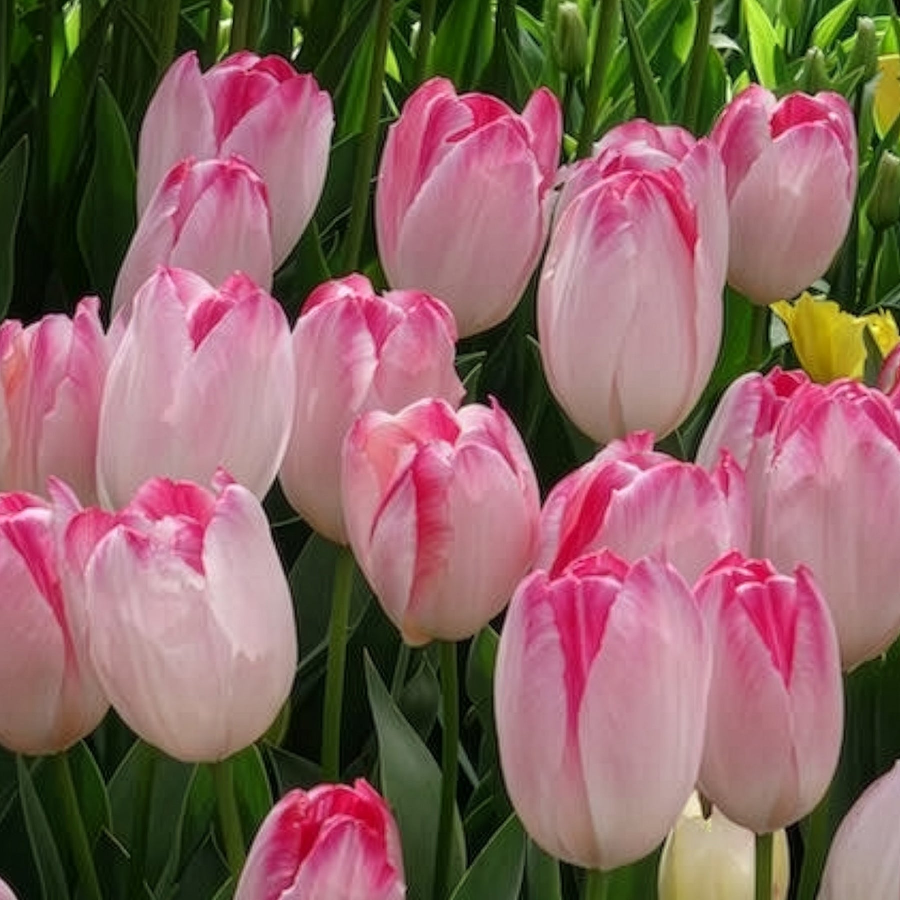 Vente 10 Tulipes Supri Erotic - Tulipa supri erotic