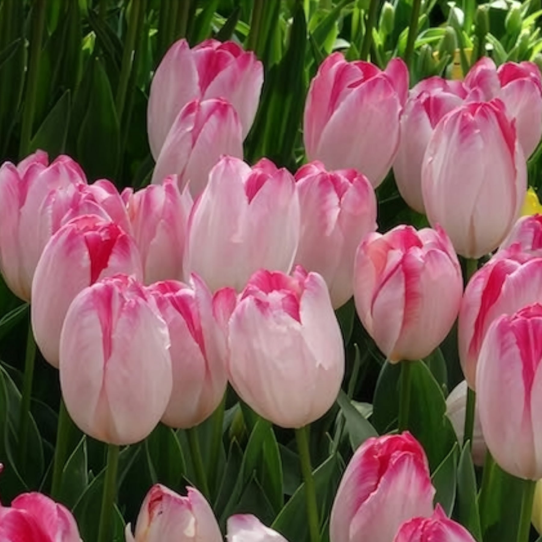 Vente 10 Tulipes Supri Erotic