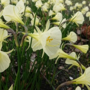 10 Narcisses Artic Bells - Narcissus artic bells - Willemse