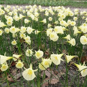 Narcisse - 10 Narcisses Artic Bells - Narcissus artic bells
