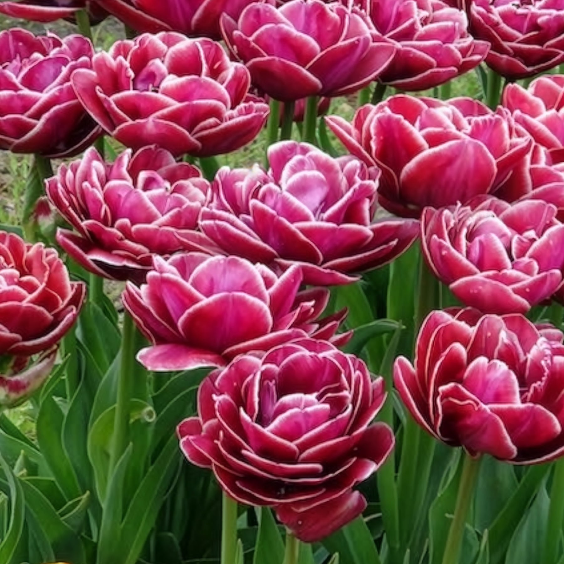 Vente 7 Tulipes à fleurs de pivoine Dream Touch