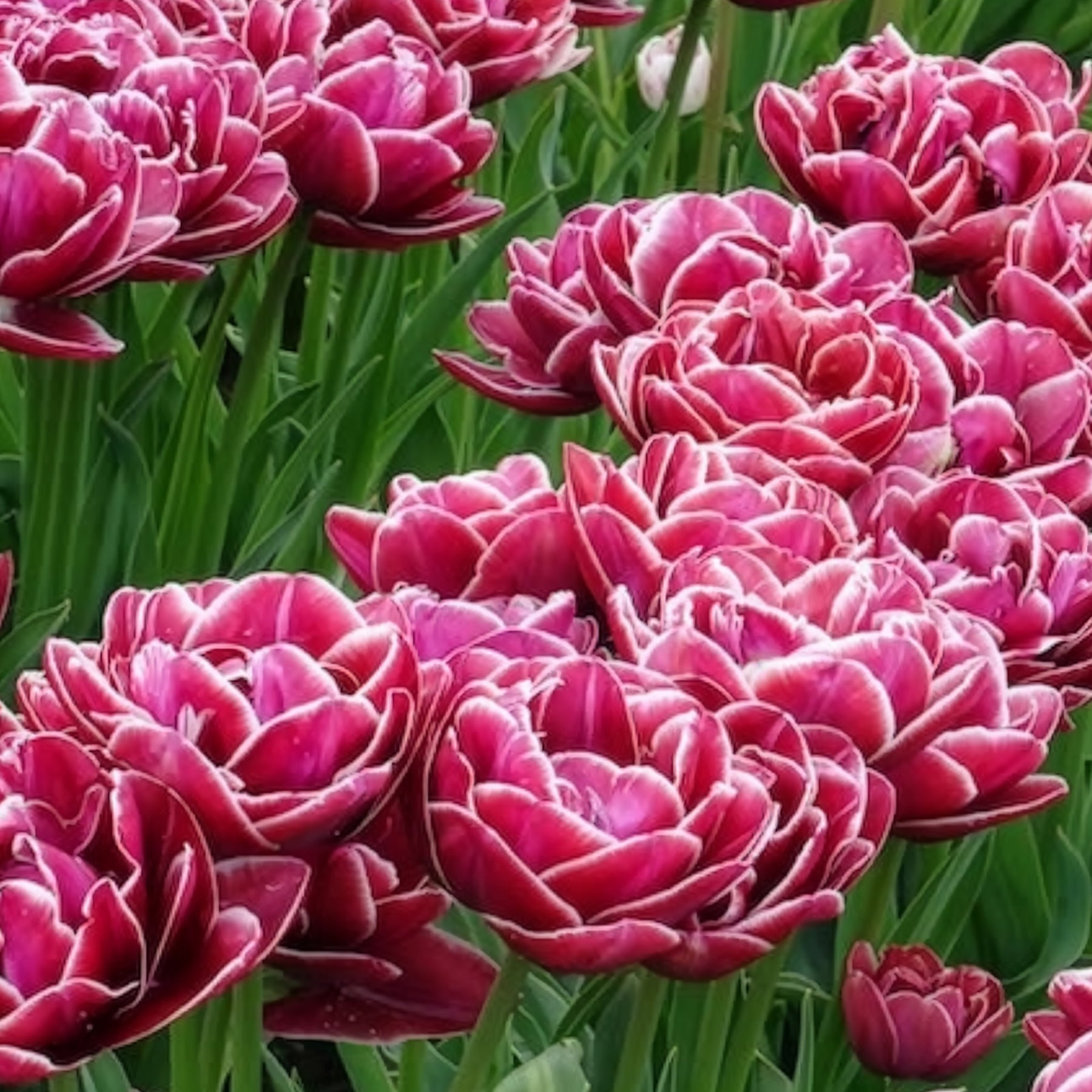 7 Tulipes à fleurs de pivoine Dream Touch - Tulipe - Willemse