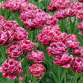 Vente Tulipe - 7 Tulipes à fleurs de pivoine Dream Touch