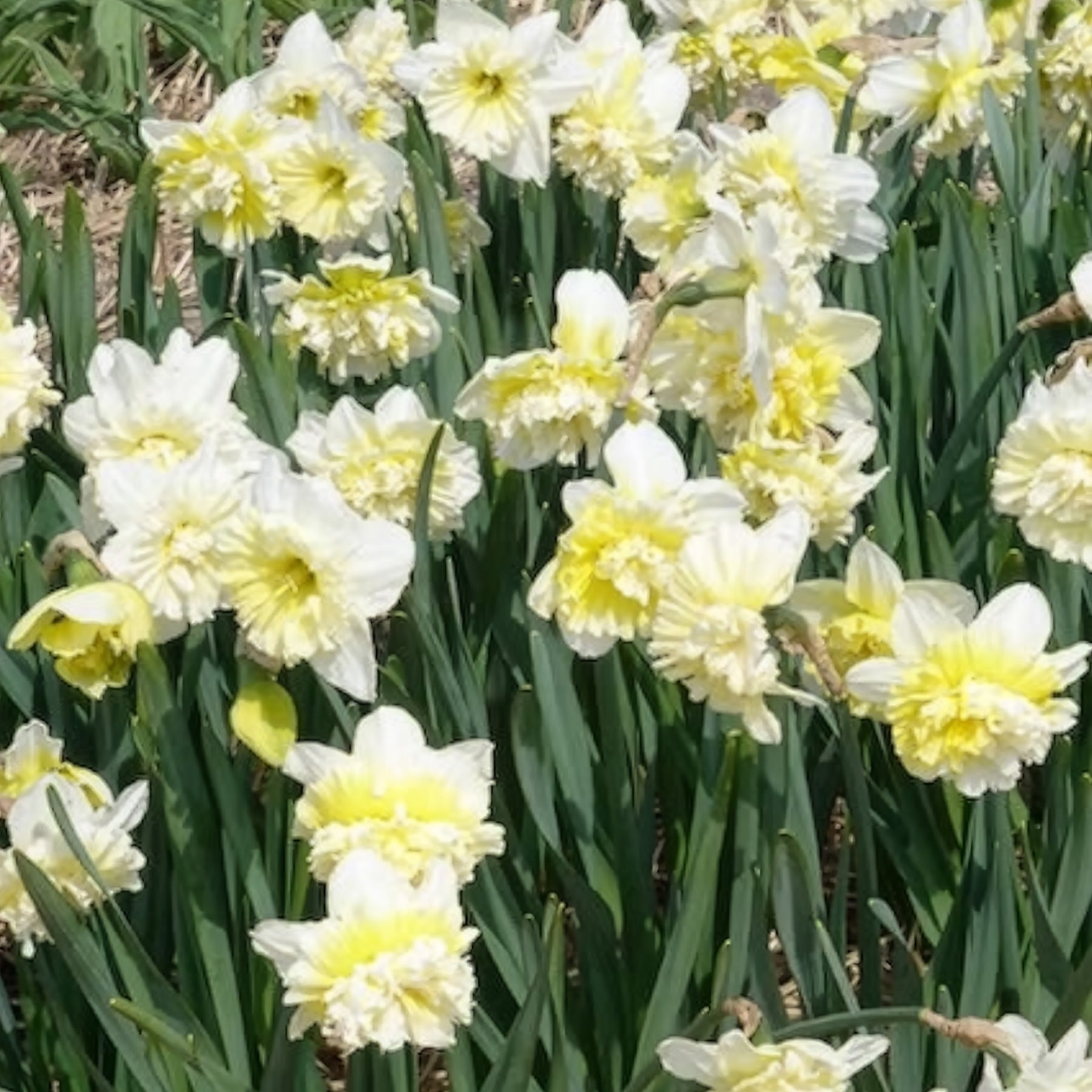 5 Narcisses Ice Kings