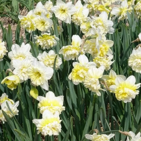 5 Narcisses Ice Kings