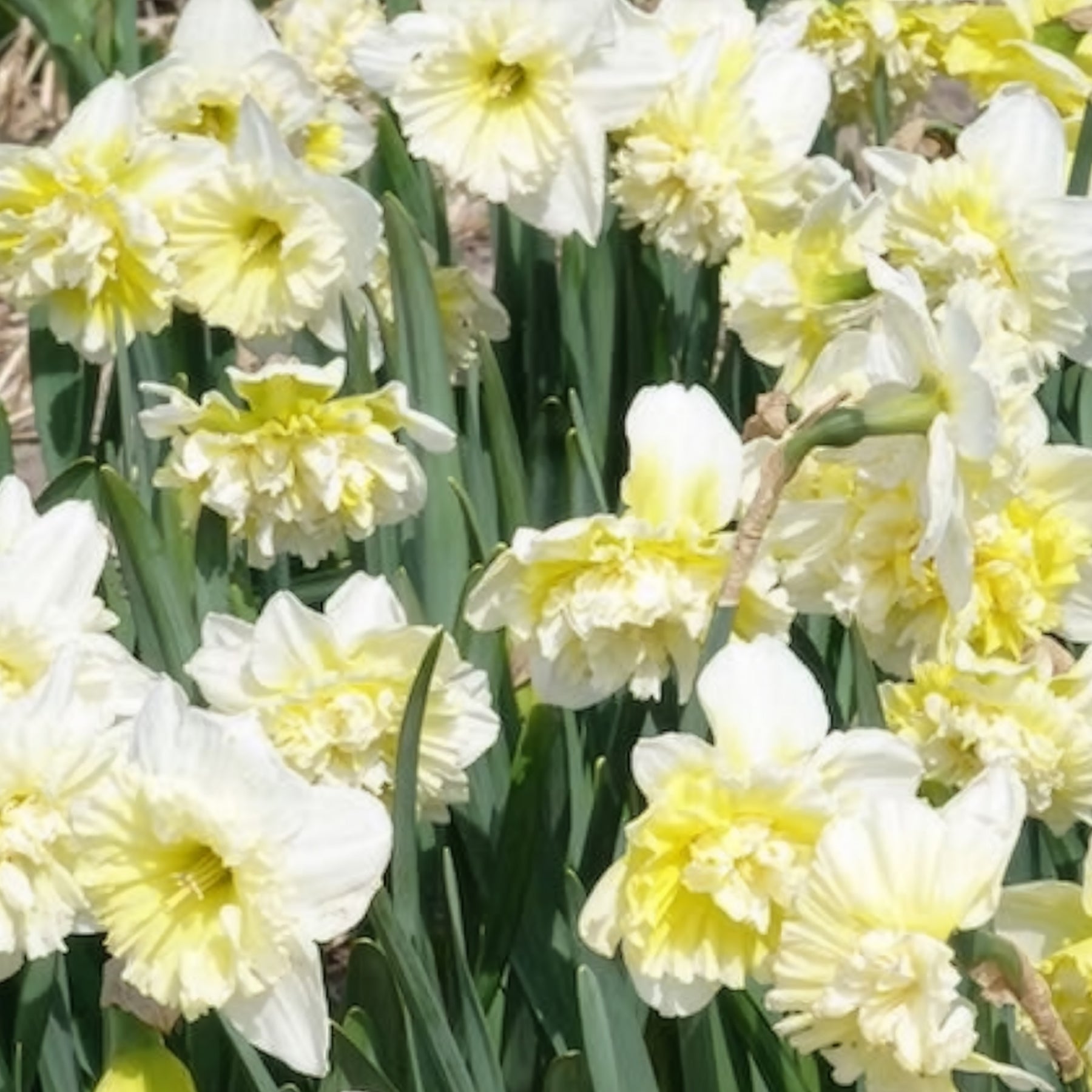 5 Narcisses Ice Kings