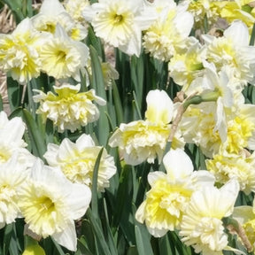 5 Narcisses Ice Kings