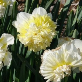 5 Narcisses Ice Kings