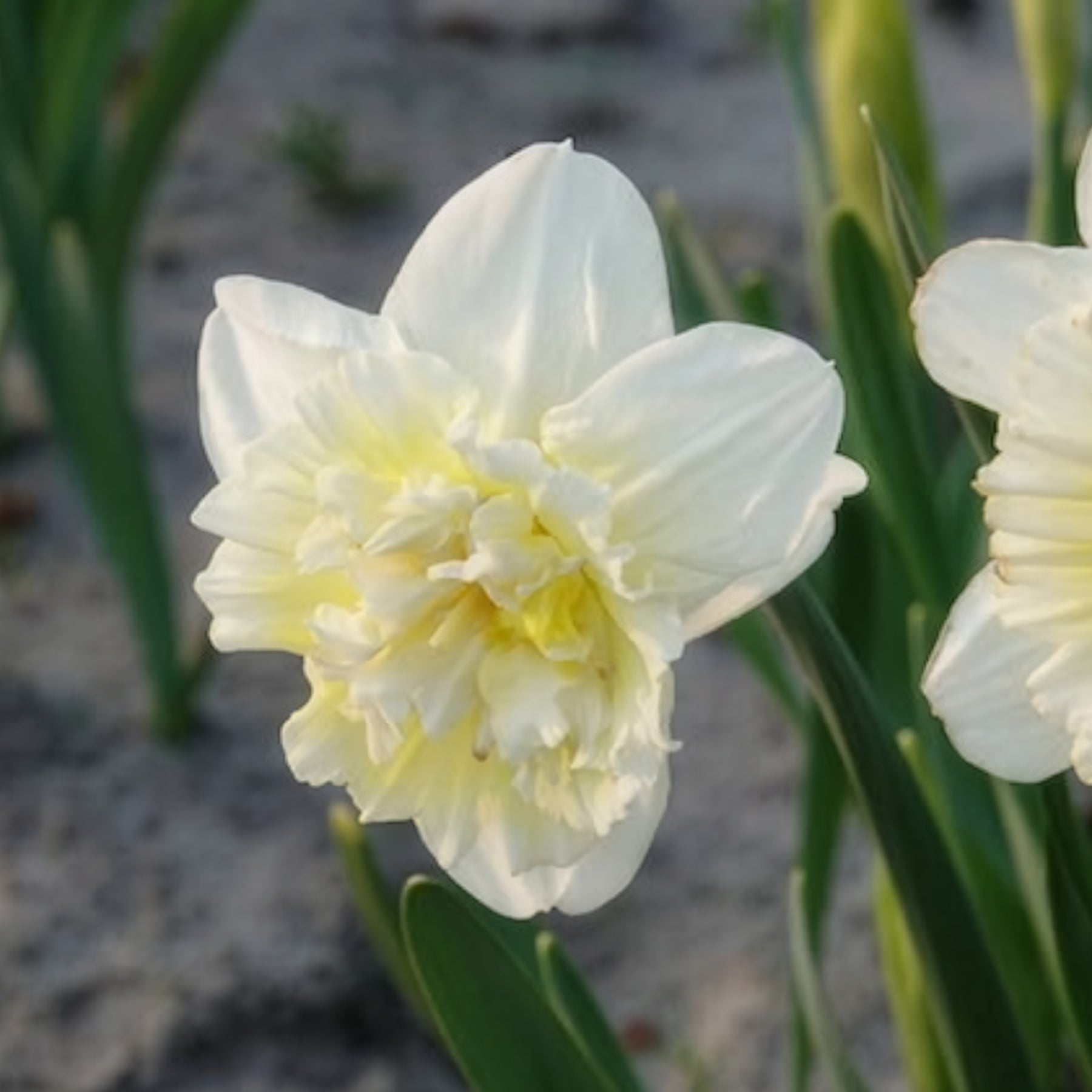 Narcisse - 5 Narcisses Ice Kings - Narcissus ice king