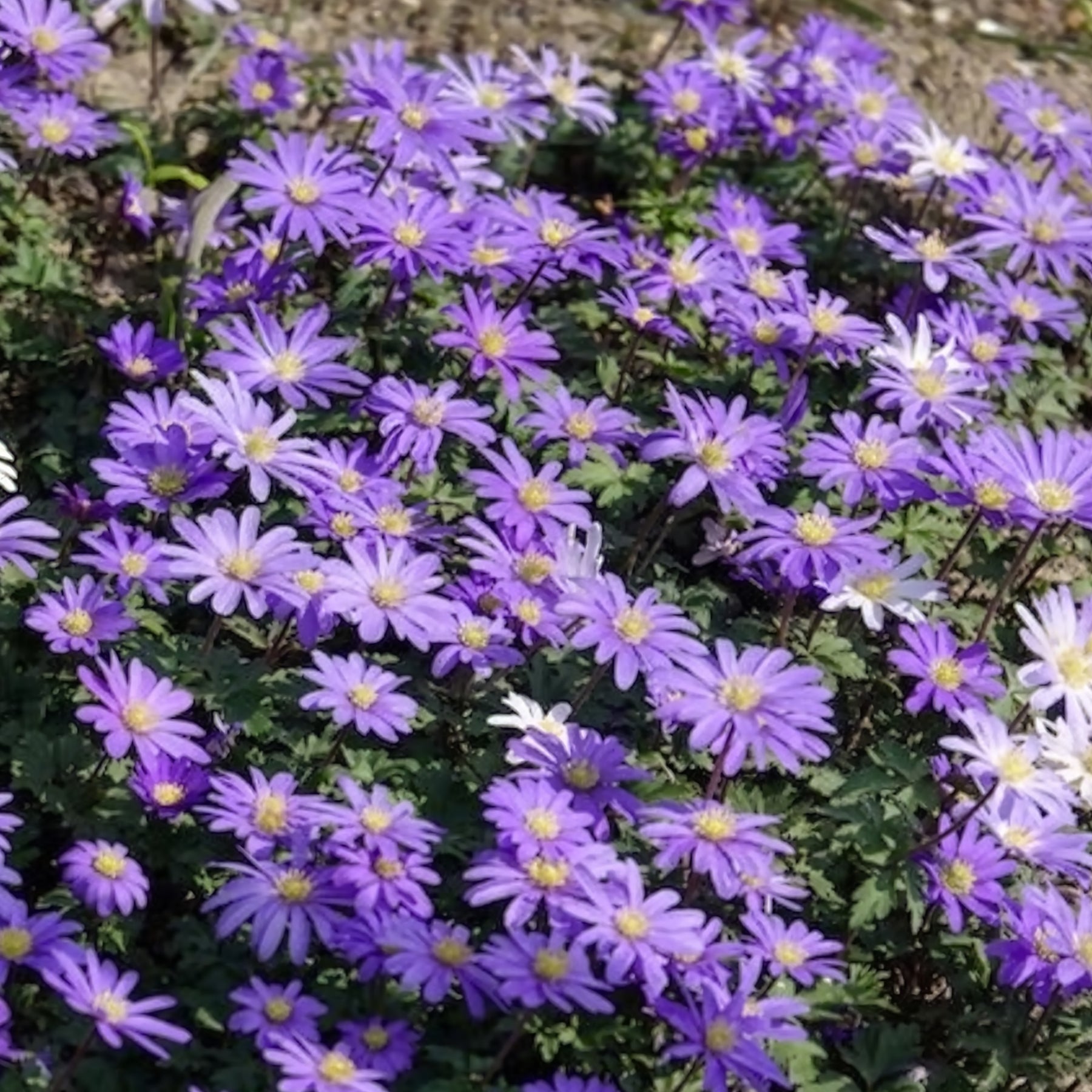 30 Anémones de Grèce Blue Shades